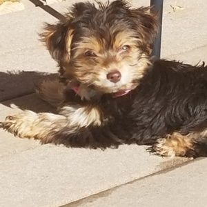 Meet your Posher, Heidi